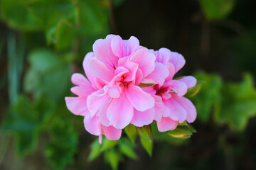 Obraz na płótnie Canvas A gorgeous pink flower in the garden
