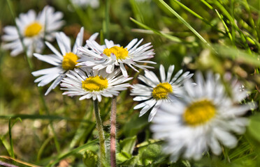 Gänseblümchen auf der Wiese - Schöne Blumen sind ein toller Anblick