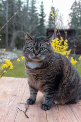 Obraz premium the cat plays in the garden in summer