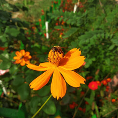 Bee sitting on a flower