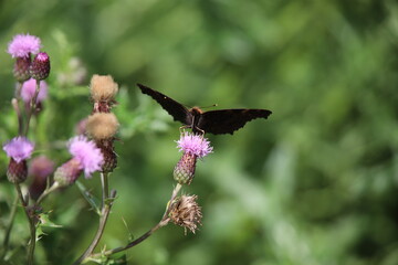 Tagpfauenauge Silhutte beim Nektar trinken auf Distelblüte