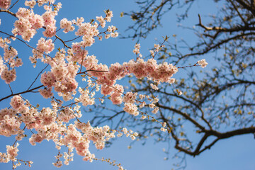 Sakura in Pilsen (The Czech Republic)
