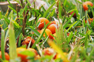 orange fruits in grass
