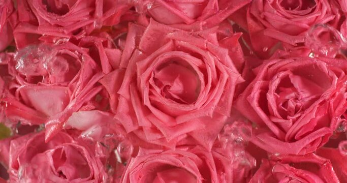 Rose flowers under water with air bubbles rising. Filmed in slow motion with RED camera.