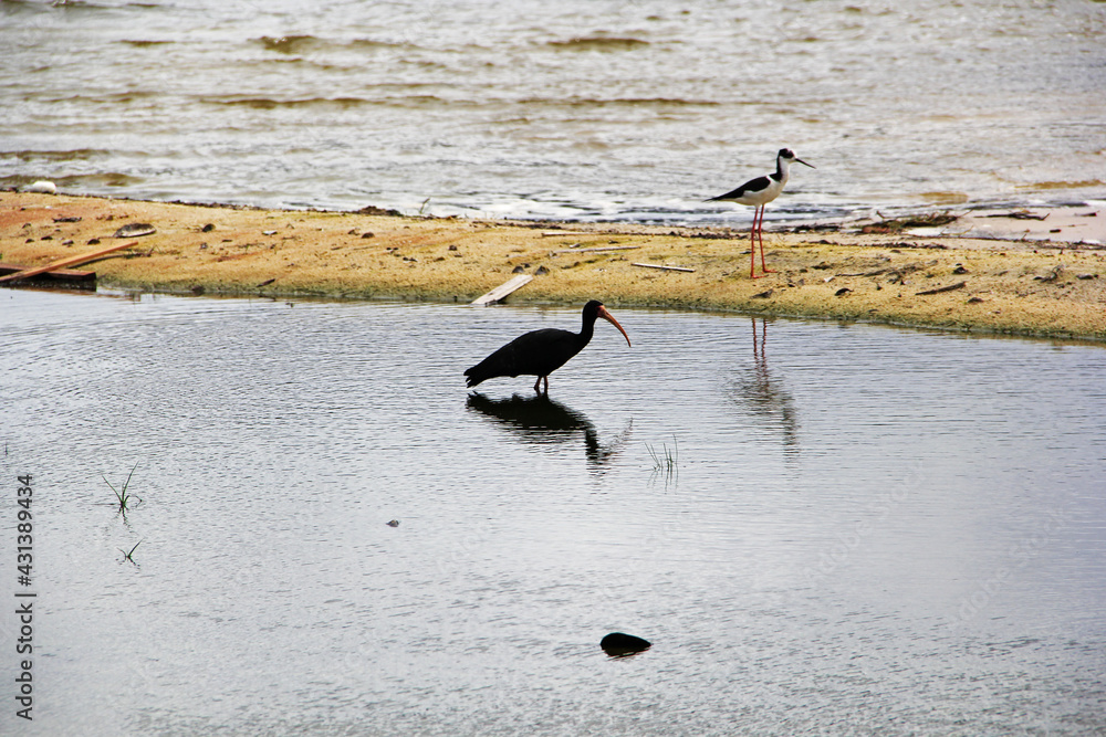 Canvas Prints bird in water puddle
