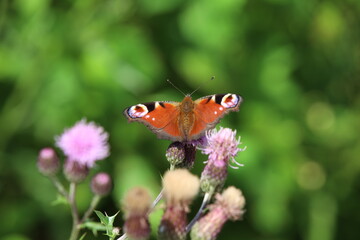 Tagpfauenauge auf Distel