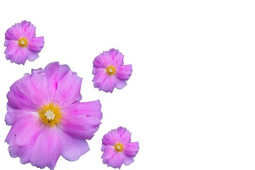 Marco de flores lila para tarjetas de regalos, día de las madres, bodas, día de la mujer, 8 de marzo, cumpleaños, invitaciones