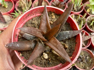 Small Bergeranthus jamesii succulent plant in a pot closeup