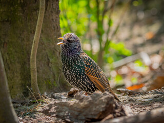 common starling or European starling (Sturnus vulgaris) in the forest