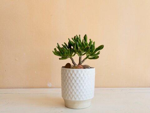 Crassula ovata gollum succulent potted in a ceramic pot filled with coins