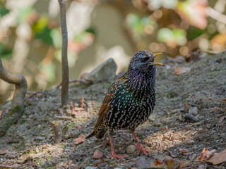 common starling or European starling (Sturnus vulgaris) in the forest