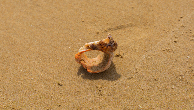 Broken shell at the beach