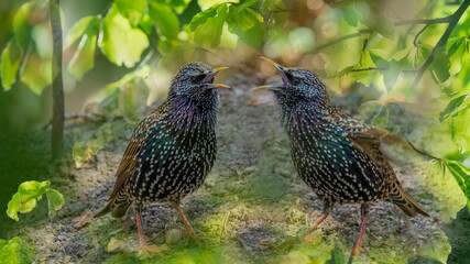 common starling or European starling (Sturnus vulgaris) in the forest