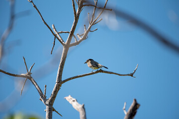 Eastern Phoebe