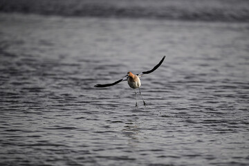 American Avocet - Recurvirostra americana