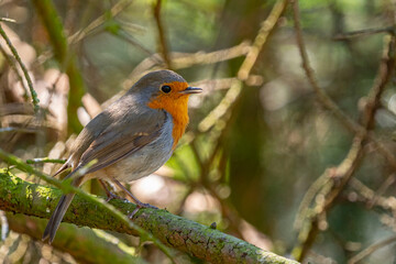 Red Robin (Erithacus rubecula) bird close up in a forest