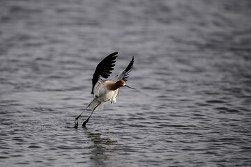 American Avocet - Recurvirostra americana