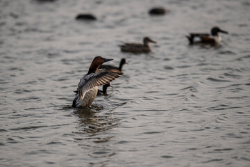 Canvasback Duck -  Aythya valisineria