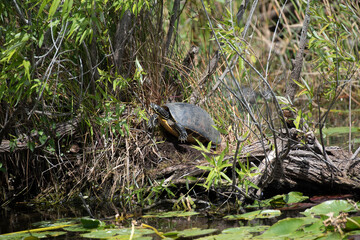 Florida Redbelly Turtle