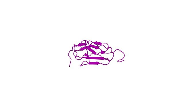 360&ordm; realistic 3D rendering of an animated biological molecule over a white background with alpha mask.  Solution structure of the ig-like domain (3361-3449) of human obscurin