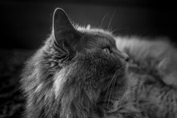 Katze