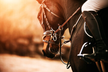 Portrait of a beautiful bay horse with a bridle on its muzzle and a rider in the saddle, which are illuminated by bright sunlight. Horse riding. Equestrian sports. Equestrian life. - obrazy, fototapety, plakaty