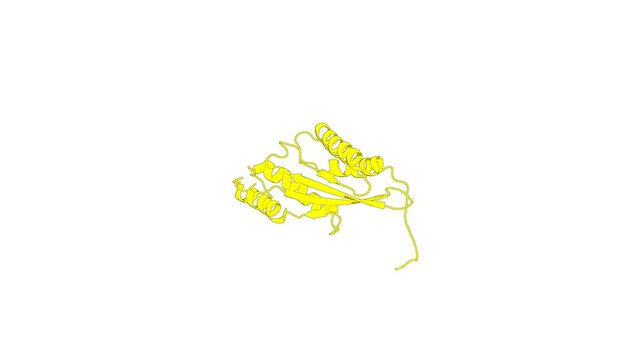 360&ordm; realistic 3D rendering of an animated biological molecule over a white background with alpha mask.  Solution structure of the RWD domain of human protein C21orf6