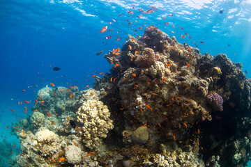 Naklejka na ściany i meble coral reef in red sea