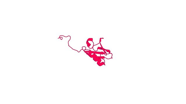 360&ordm; realistic 3D rendering of an animated biological molecule over a white background with alpha mask.  Structures Of Human Sumo