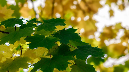 Zielone liście kasztana na tle żółtych liści - obrazy, fototapety, plakaty