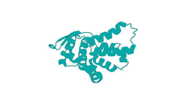 360&ordm; realistic 3D rendering of an animated biological molecule over a white background with alpha mask.  Solution structure of yeast Rpn9: insights into proteasome lid assembly.