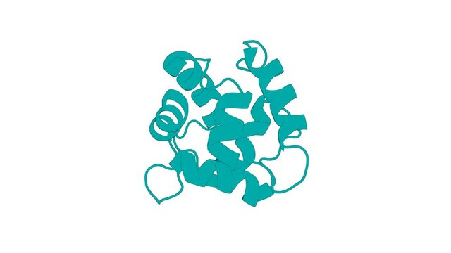 360&ordm; realistic 3D rendering of a biological molecule. Solution Structure of Human beta-Parvalbumin and Structural Comparison with Its Paralog alpha-Parvalbumin and with Their Rat Orthologs(,)