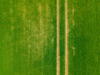 top down aerial green field with long path