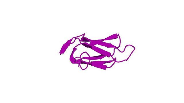360&ordm; realistic 3D rendering of a biological molecule. Three-dimensional structure of the lipoyl domain from the dihydrolipoyl succinyltransferase component of the 2-oxoglutarate dehydrogenase