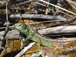 Sand lizard (Lacerta agilis) - male sand lizard with green flanks, Gdansk, Poland