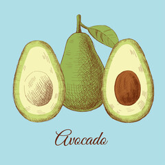 Color sketch of avocado on a blue background, hand-drawn.