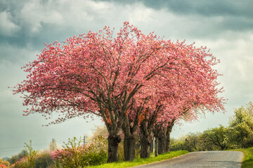 rosarotblühende Zierkirschbäume