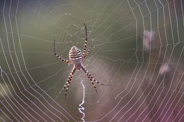 spider argiope