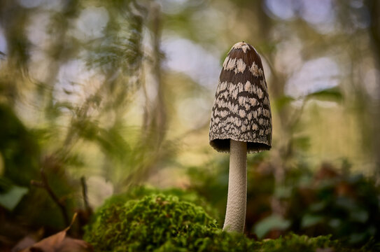 Coprinus picaceus