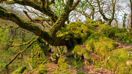 The ancient trees and landscape of Ty Canol National Nature Reserve, Wales, UK