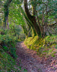 The ancient trees and landscape of Ty Canol National Nature Reserve, Wales, UK
