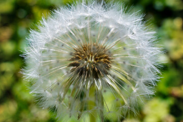 Dandelion