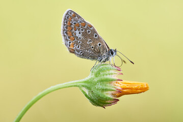 Silver-studded blue