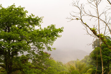 Tropical green plan in the rain