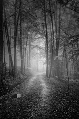 Fototapeta premium Forest Montseny