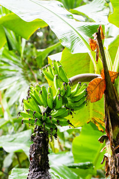 Banana Tree Plantation In Costa Rica