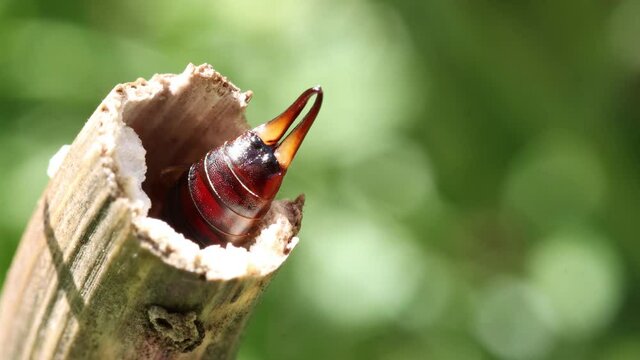 The Back Of The Earwig With Pliers Protrudes From Nest In A Dry Stem.