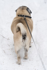 pug dog walks in winter on a leash, close-up rear view