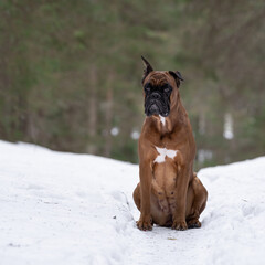 german boxer dog sits in the snow in the forest and looks ahead