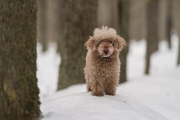 toy poodle dog stands in the winter forest next to the fire tree with open mouth